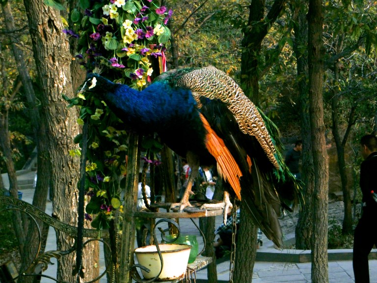 chainedpeacock