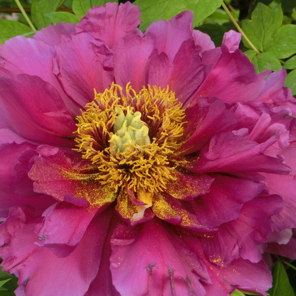 close-up of a fushia peony.