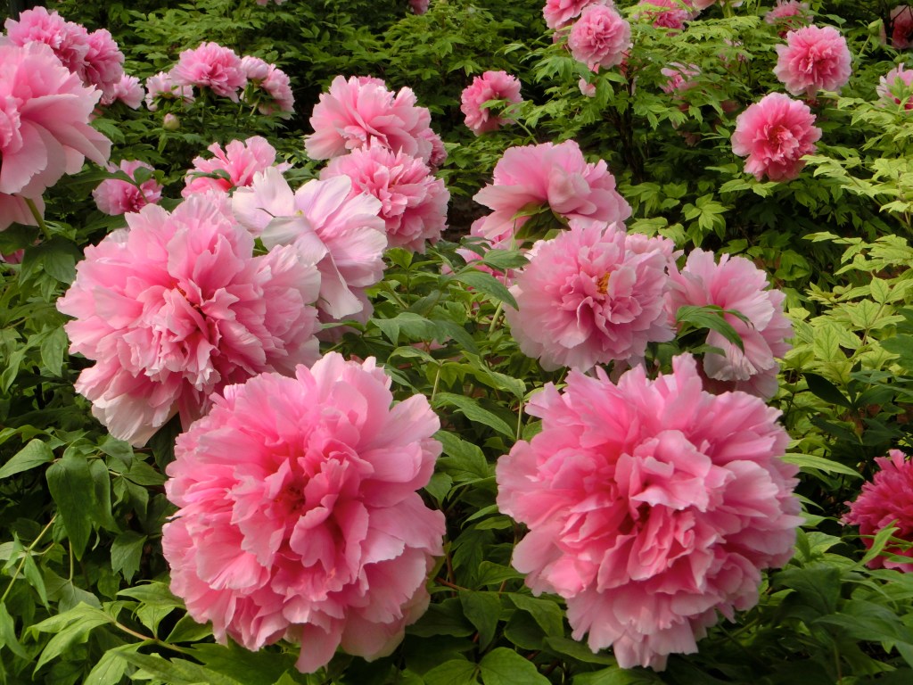 Pink peonies